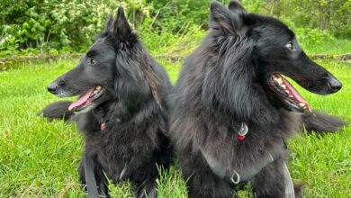 Notes from the Sticks – Scooter in the Sticks